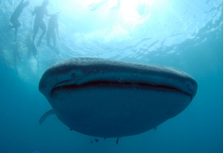 Swimming with Whale Sharks in Donsol