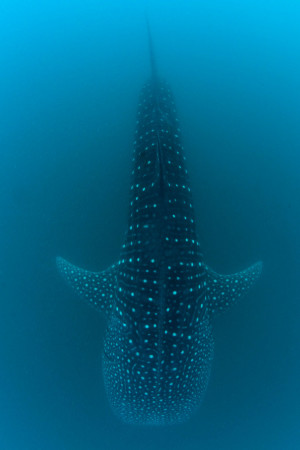 Swimming with Whale Sharks in Donsol