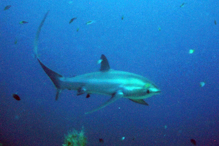 Visayas Dive Safari: Cebu, Negros & Bohol