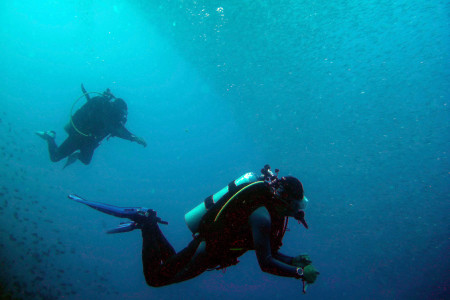 Visayas Dive Safari: Cebu, Negros & Bohol