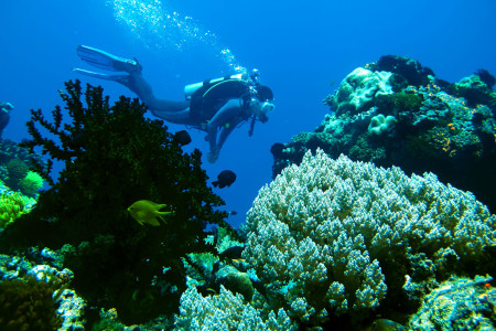 Visayas Dive Safari: Cebu, Negros & Bohol