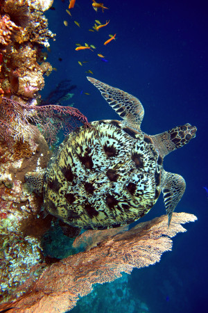 Visayas Dive Safari: Cebu, Negros & Bohol