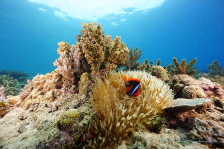 Coastal Conservation and Education Foundation, Inc.