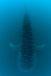 Swimming with Whale Sharks in Donsol