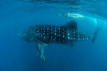 Swimming with Whale Sharks in Donsol