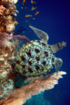 Visayas Dive Safari: Cebu, Negros & Bohol